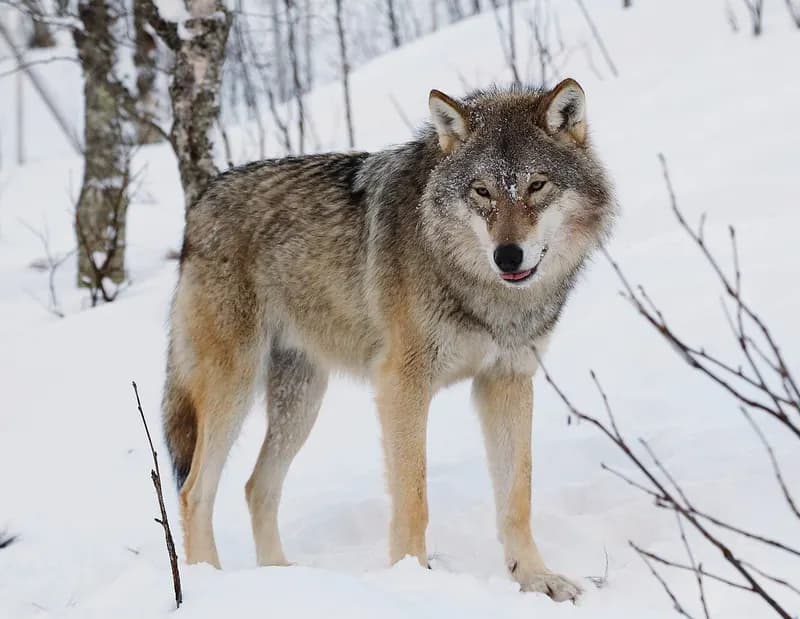 © User:Mas3cf, CC BY-SA 4.0 Grey wolf