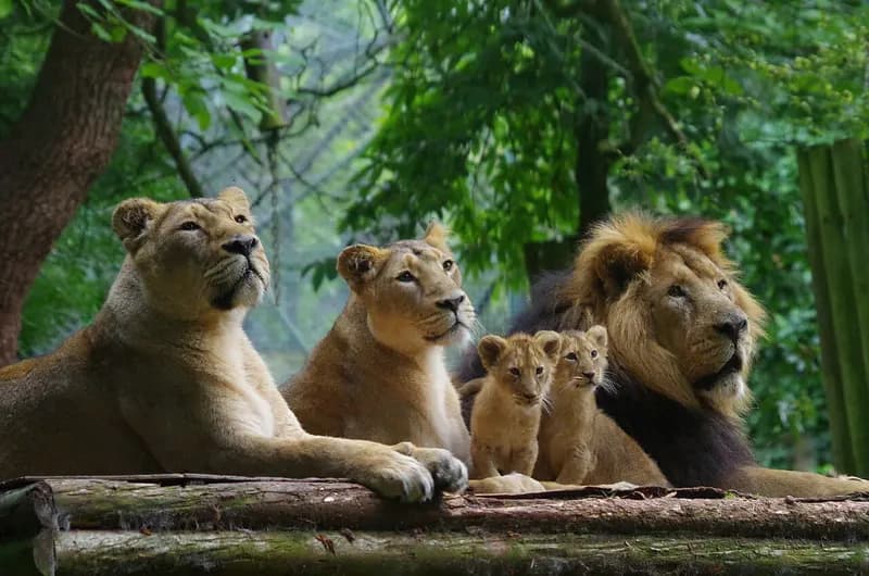 © GinaFranchi, CC BY-SA 4.0 Lion