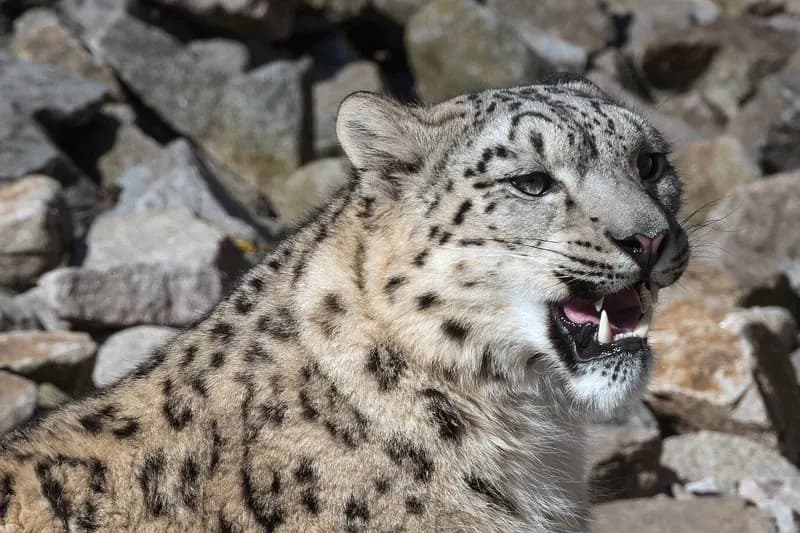 © H. Zell, CC BY-SA 3.0 Snow leopard